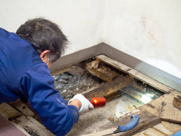 Trusted Ferris, TX Mold Removal Experts