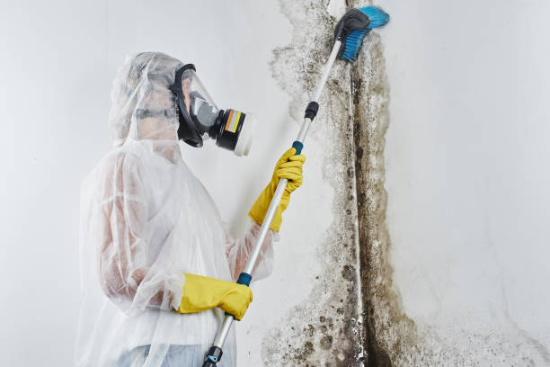 Best Toxic Mold Removal  in Ferris, TX