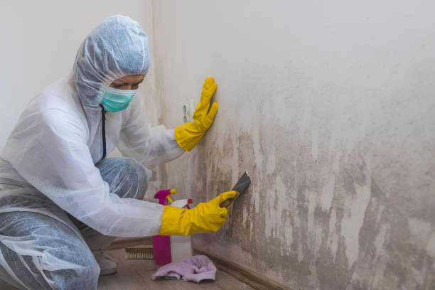 Best Mold Cleaning Services  in Ferris, TX