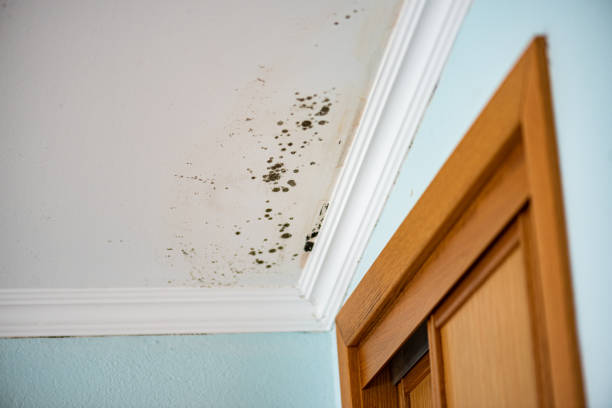 Best Black Mold Removal  in Ferris, TX