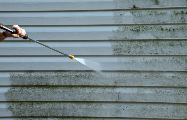 Best Professional Mold Removal  in Ferris, TX