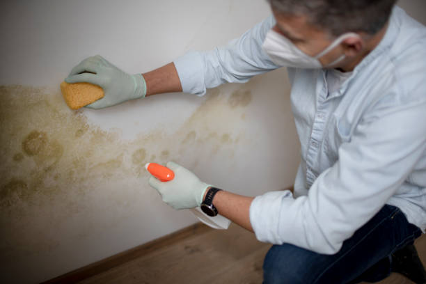 Best Local Mold Removal Service  in Ferris, TX