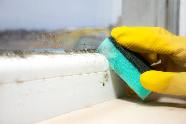 Best Office Mold Removal Services  in Ferris, TX