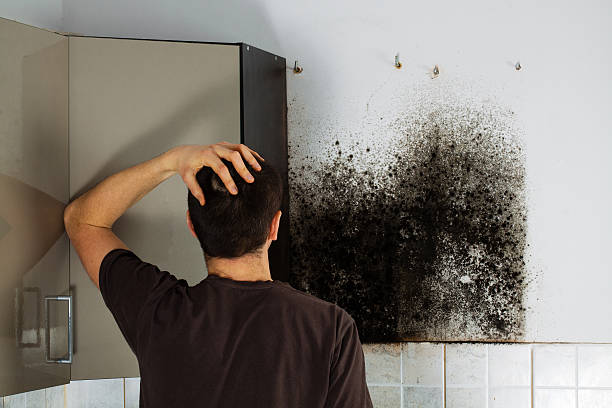 Best Attic Mold Removal  in Ferris, TX