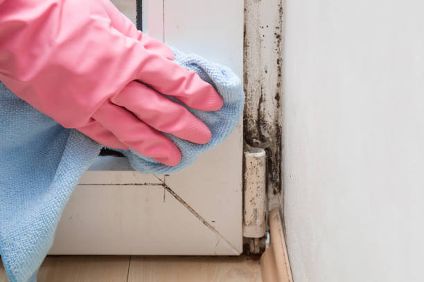 Best Attic Mold Removal  in Ferris, TX