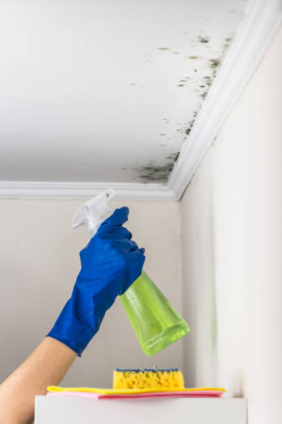 Best Black Mold Removal  in Ferris, TX